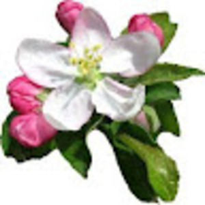 Meet your Posher, Elise